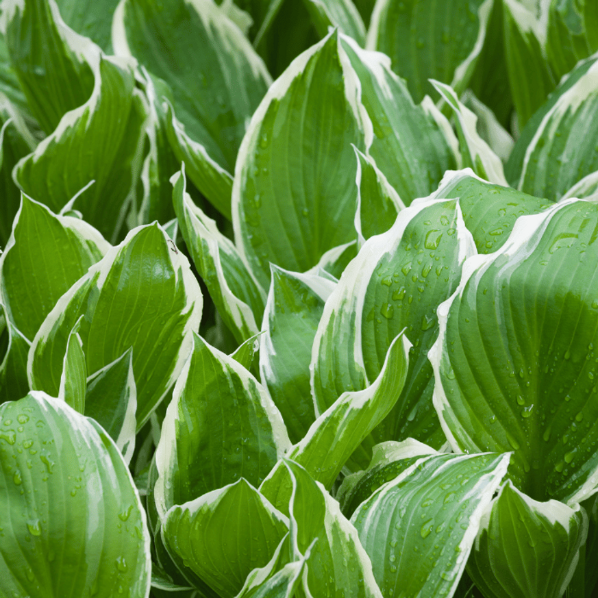Hosta So Sweet CS14 - Árnyékliliom