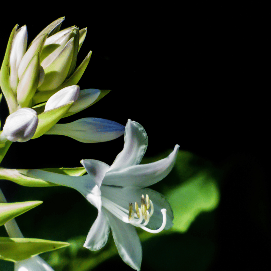 Hosta So Sweet CS14 - Árnyékliliom Hosta So Sweet CS14 - Árnyékliliom