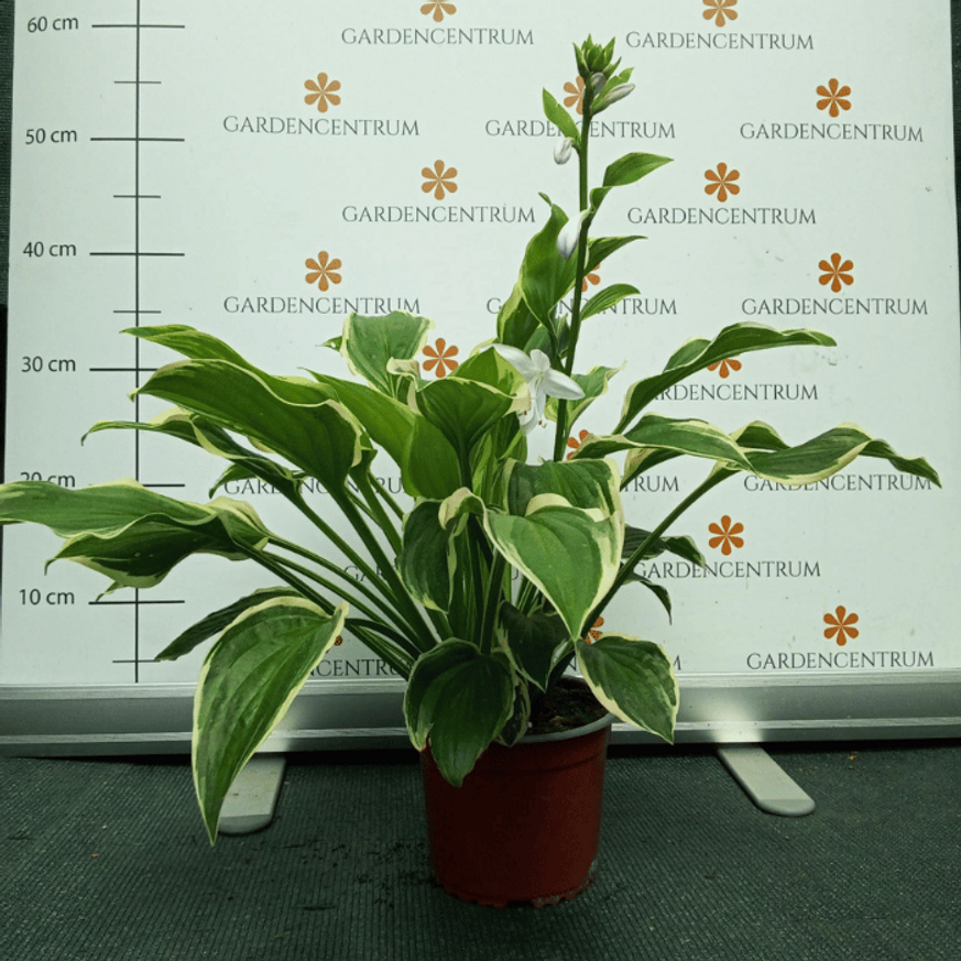 Hosta So Sweet CS14 - Árnyékliliom Hosta So Sweet CS14 - Árnyékliliom