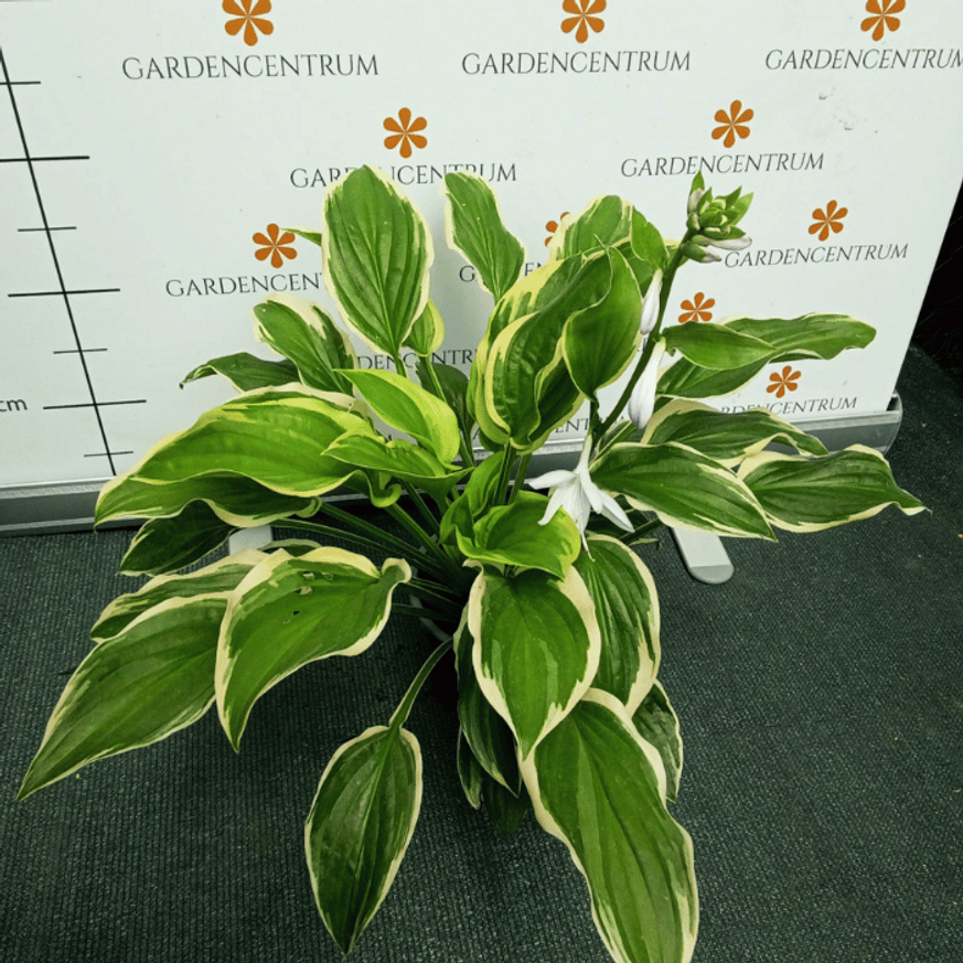 Hosta So Sweet CS14 - Árnyékliliom Hosta So Sweet CS14 - Árnyékliliom