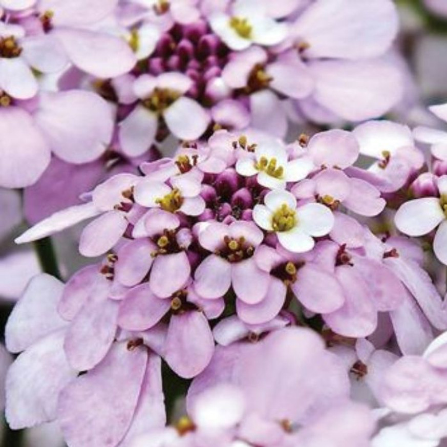 Iberis sempervirens Pink Ice - Rózsaszín tatárvirág