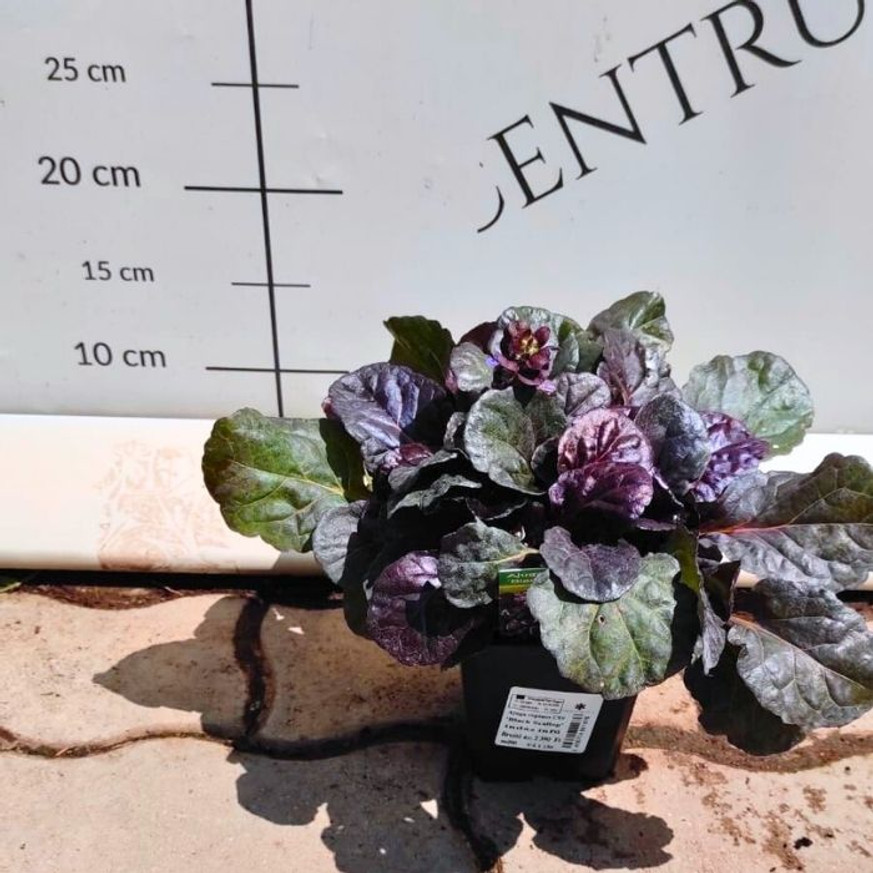 Ajuga reptans - Vörös levelű indás ínfű