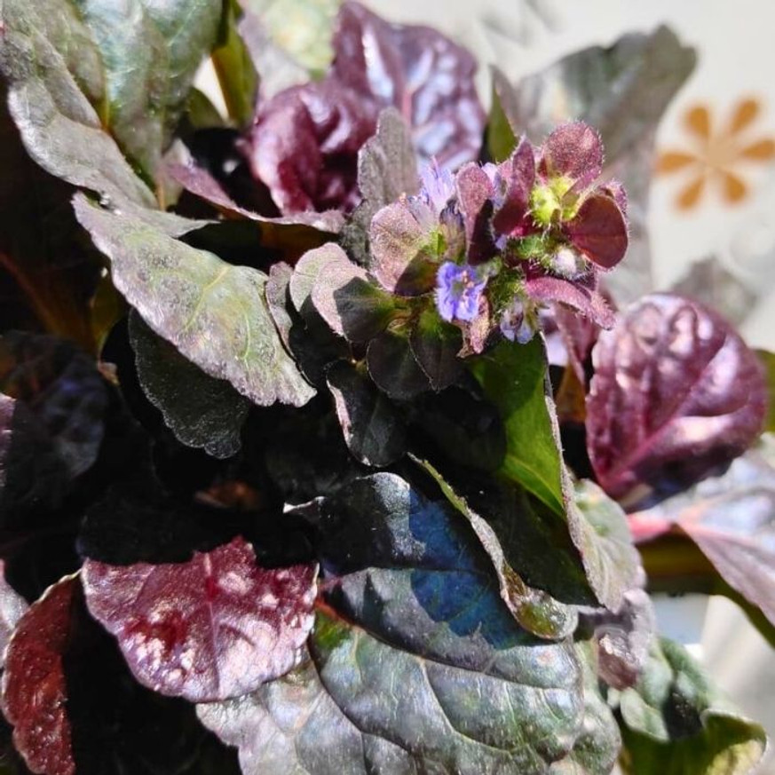 Ajuga reptans - Vörös levelű indás ínfű