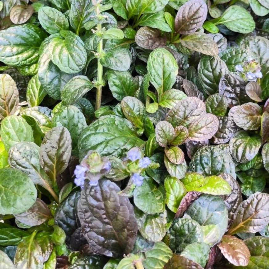 Ajuga reptans - Vörös levelű indás ínfű