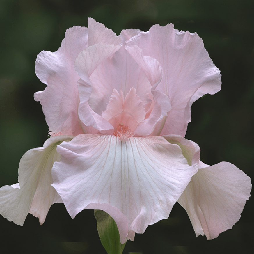 Iris cherished CS14 - Púderrózsaszín nőszirom