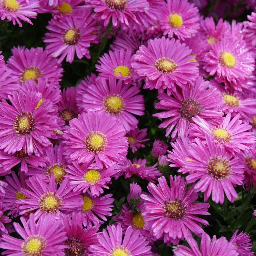 Aster dumosus - Törpe rózsaszín őszirózsa