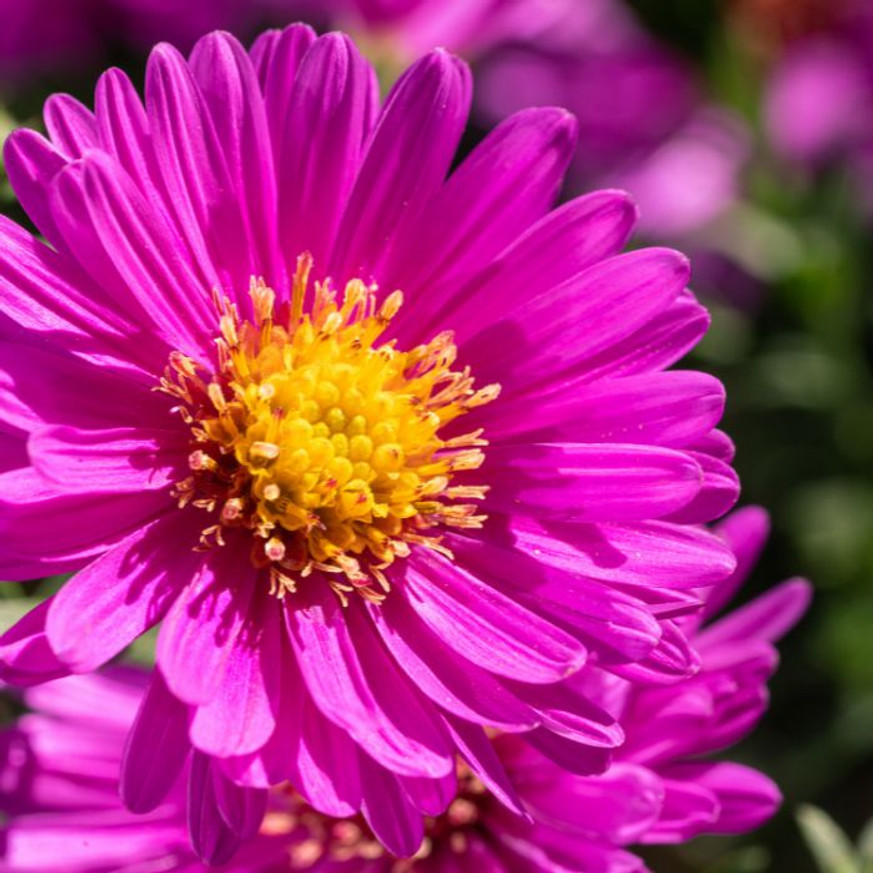Aster dumosus - Törpe rózsaszín őszirózsa