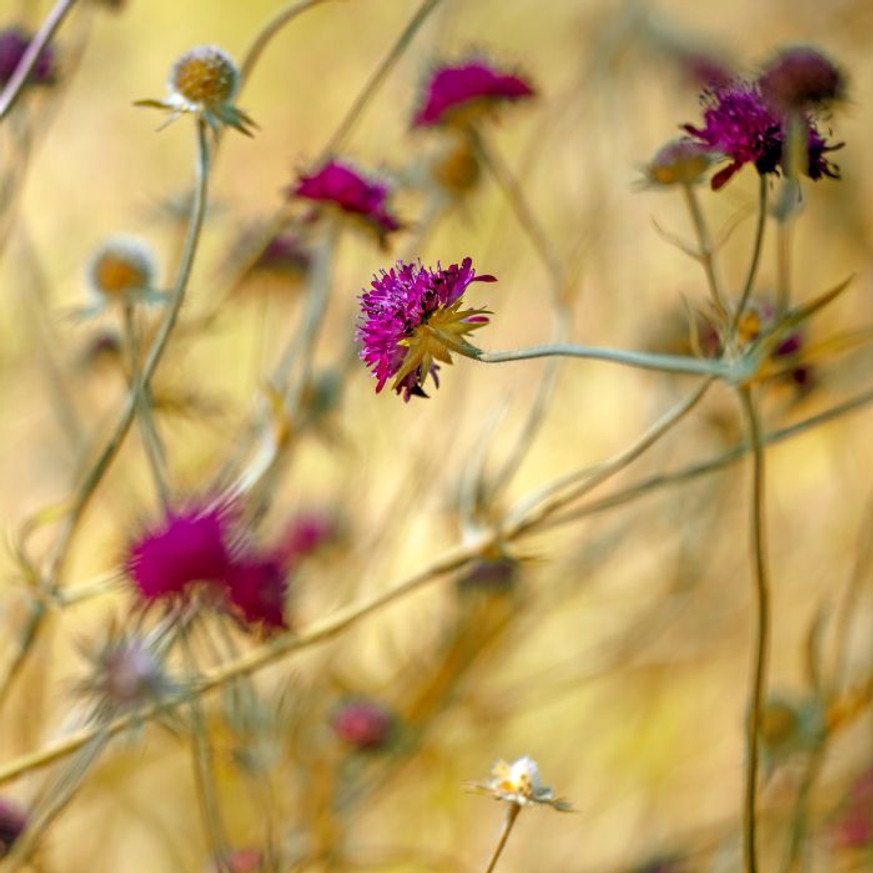 Knautia macedonica CS9 - Varfű