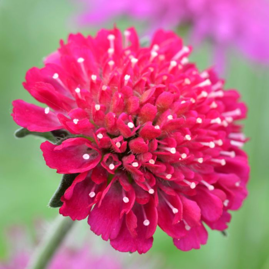 Knautia macedonica CS9 - Varfű