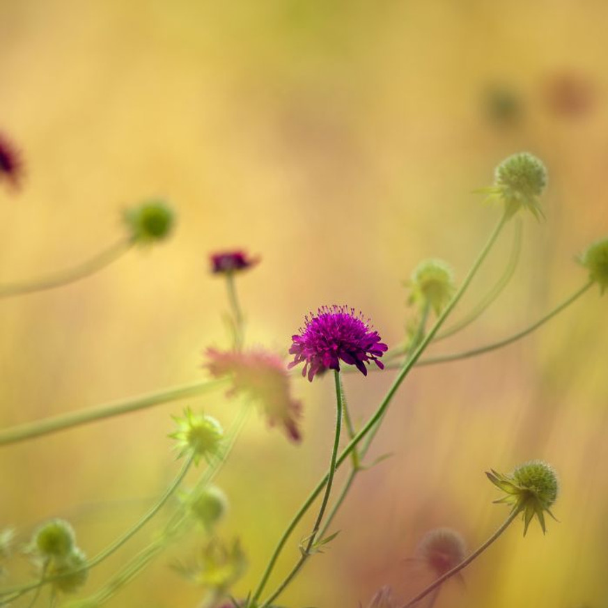 Knautia macedonica CS9 - Varfű