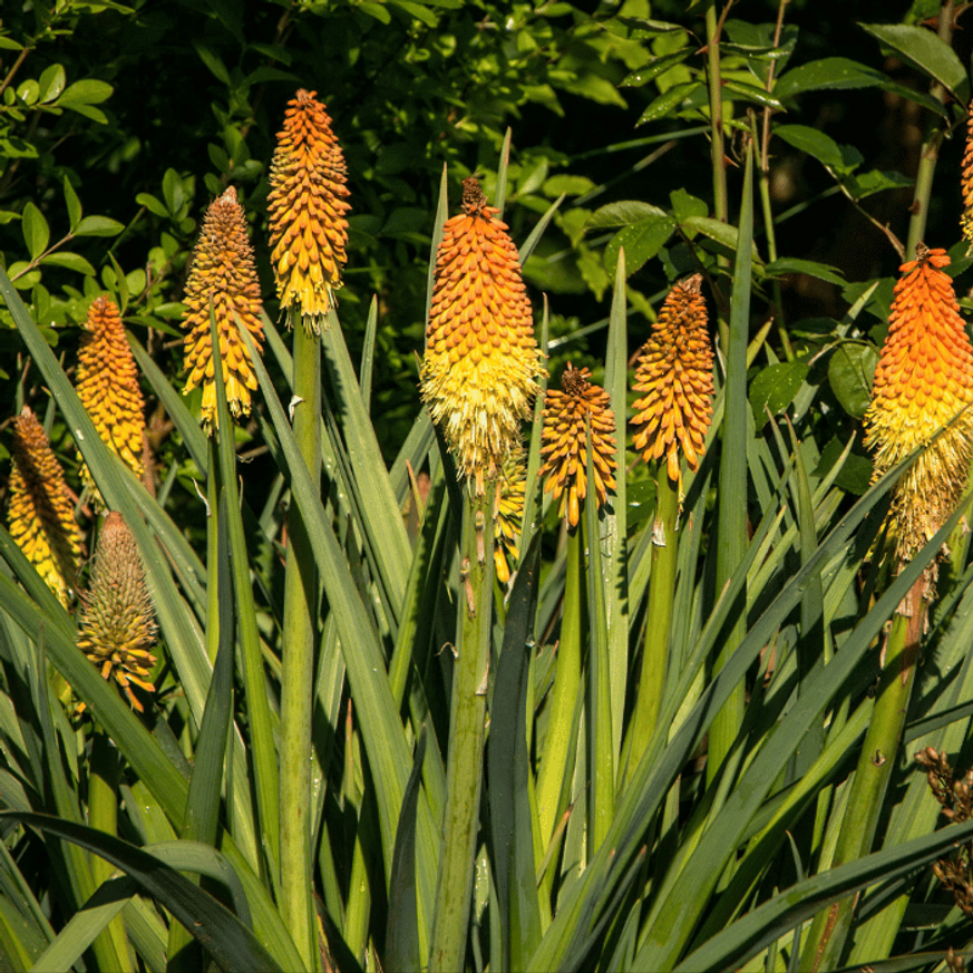 Kniphofia - Fürtös fáklyaliliom Kniphofia - Fürtös fáklyaliliom