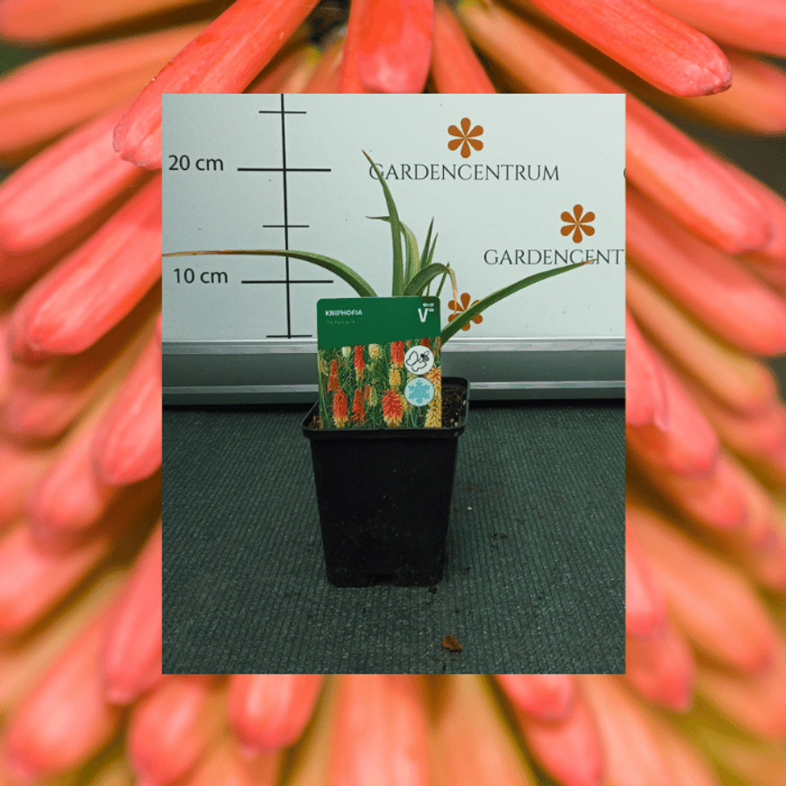 Kniphofia - Fürtös fáklyaliliom Kniphofia - Fürtös fáklyaliliom