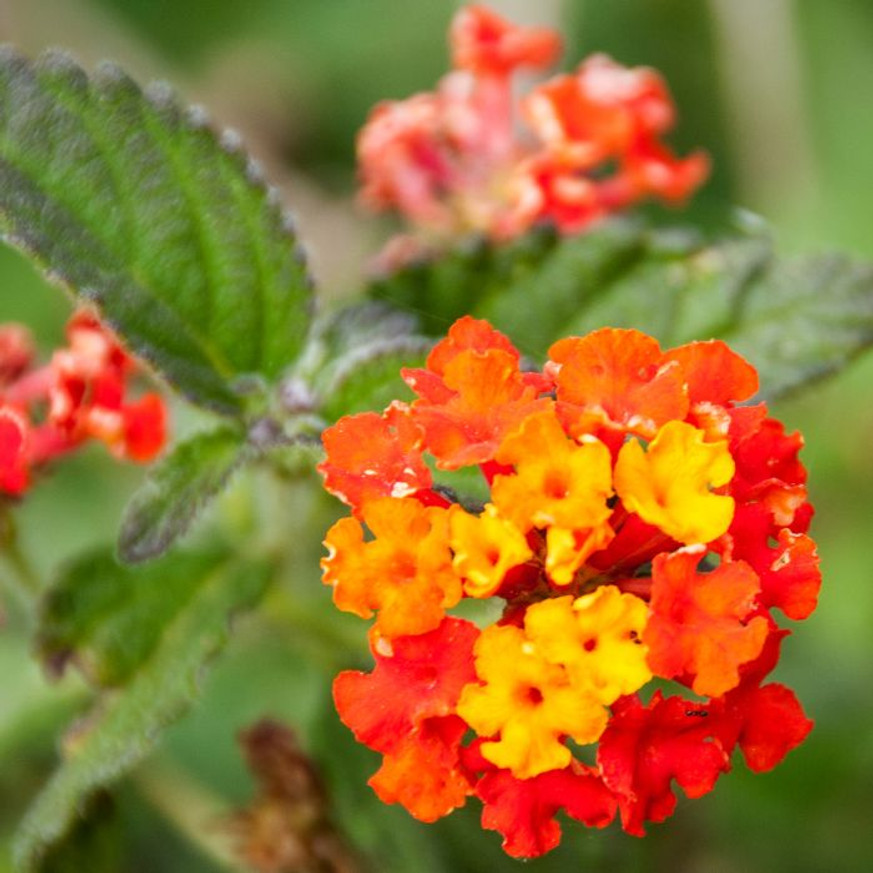 Lantana camara - Sétányrózsa