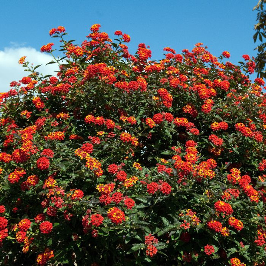 Lantana camara - Sétányrózsa Lantana camara - Sétányrózsa