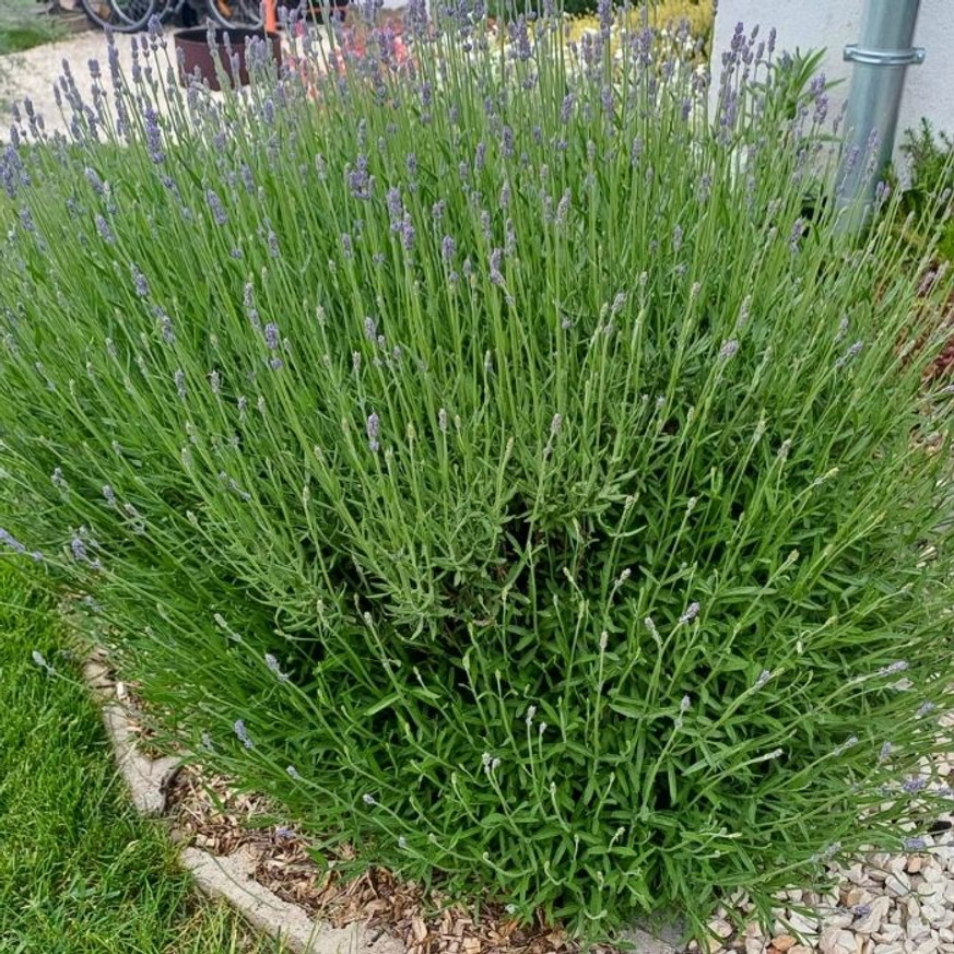Lavandula x intermedia Grappenhall - Halványkék provánszi levendula