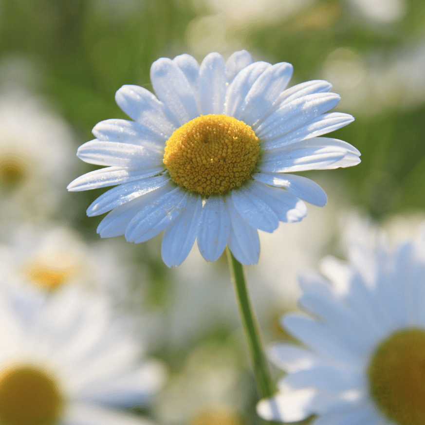 Leucanthemum x superbum CS14 - Margaréta