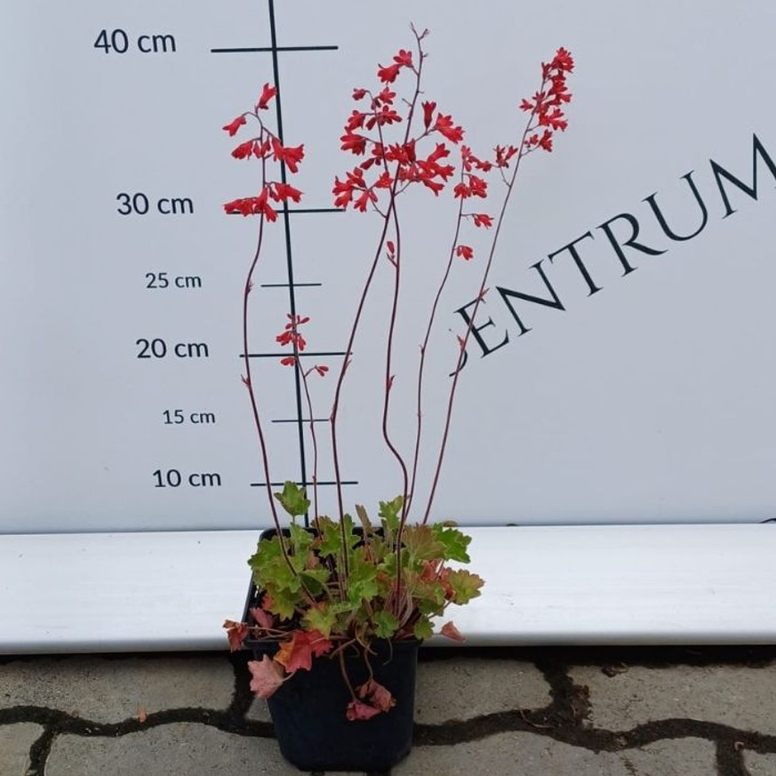 Heuchera sanguinea Leuchtkafer - Tűzeső Heuchera sanguinea Leuchtkafer - Tűzeső
