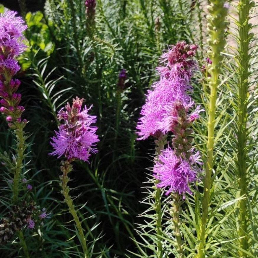 Liatris spicata - Füzéres díszcsorba Liatris spicata - Füzéres díszcsorba