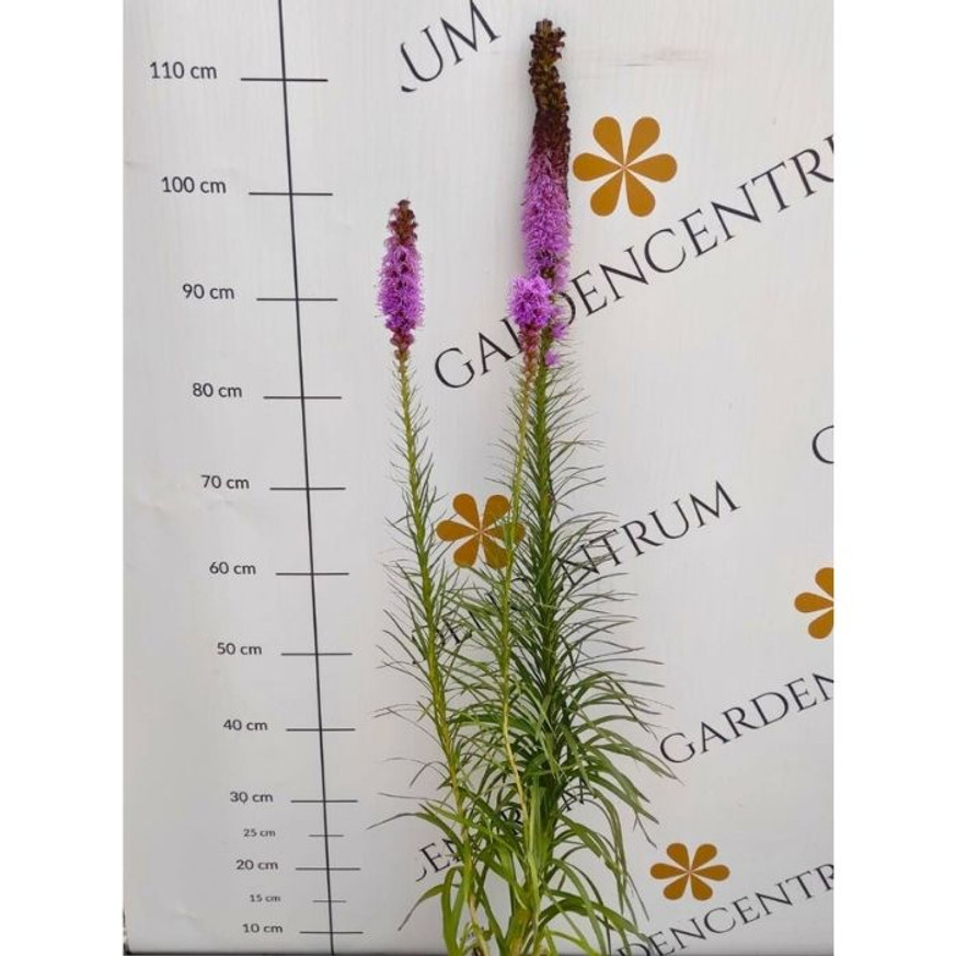 Liatris spicata - Füzéres díszcsorba Liatris spicata - Füzéres díszcsorba