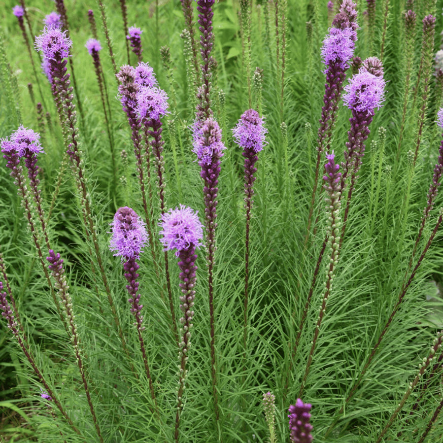 Liatris spicata - Füzéres díszcsorba