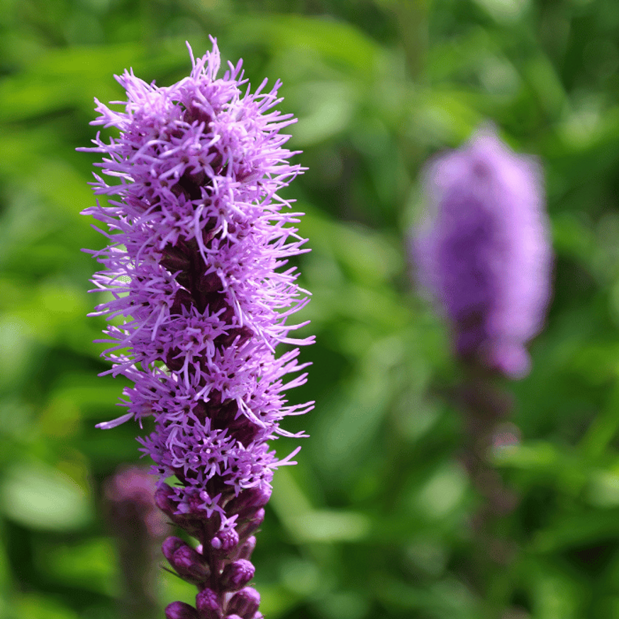 Liatris spicata - Füzéres díszcsorba Liatris spicata - Füzéres díszcsorba