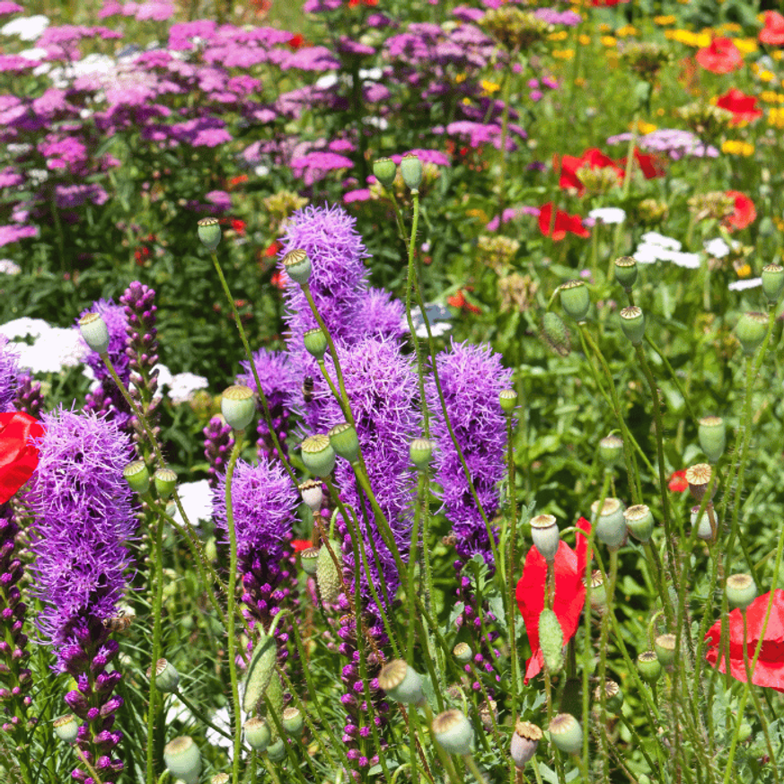 Liatris spicata - Füzéres díszcsorba Liatris spicata - Füzéres díszcsorba