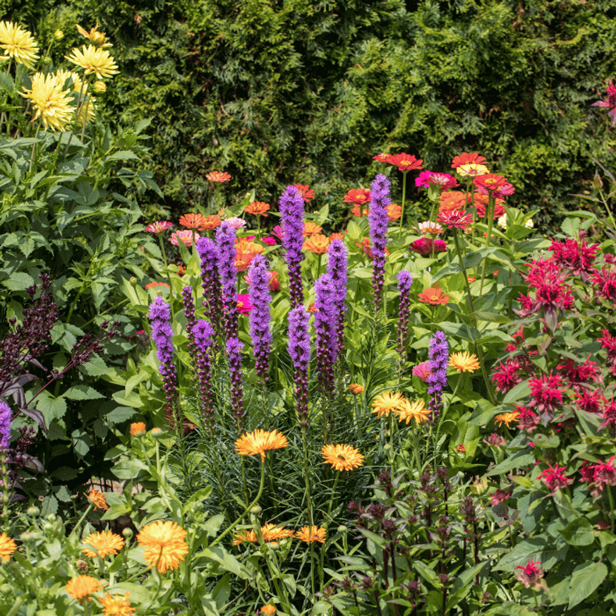 Liatris spicata - Füzéres díszcsorba Liatris spicata - Füzéres díszcsorba