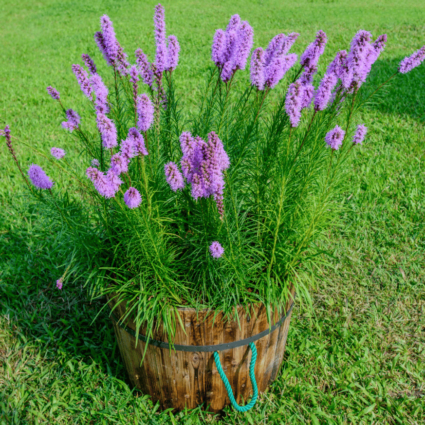 Liatris spicata - Füzéres díszcsorba Liatris spicata - Füzéres díszcsorba
