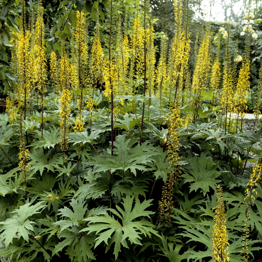 Ligularia - Karcsú hamuvirág