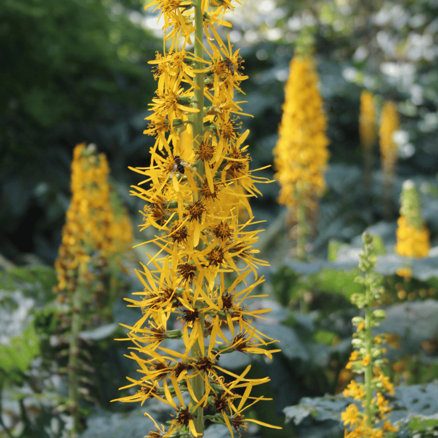 Ligularia - Karcsú hamuvirág Ligularia - Karcsú hamuvirág
