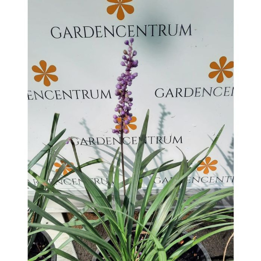 Liriope muscari - Gyöngyikés gyepliliom Liriope muscari - Gyöngyikés gyepliliom