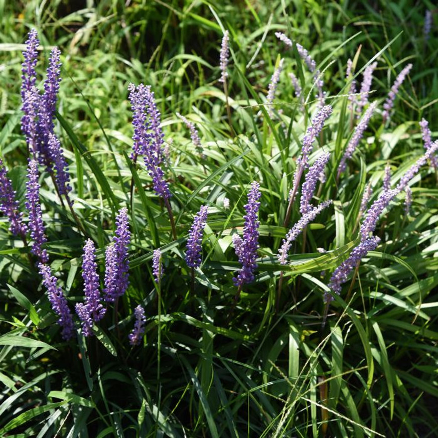 Liriope muscari - Gyöngyikés gyepliliom Liriope muscari - Gyöngyikés gyepliliom