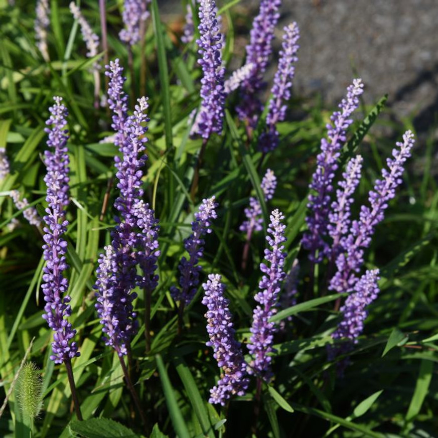Liriope muscari - Gyöngyikés gyepliliom Liriope muscari - Gyöngyikés gyepliliom