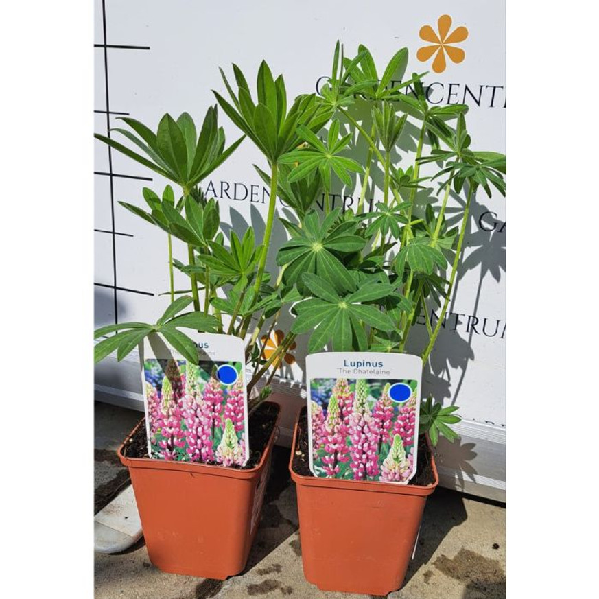 Lupinus CS9 - Rózsaszínű csillagfürt Lupinus CS9 - Rózsaszínű csillagfürt