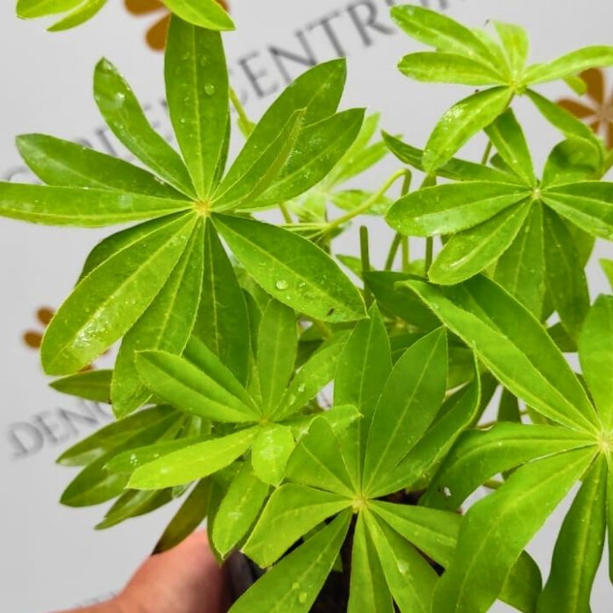Lupinus sp CS9 - Sárga virágú csillagfürt Lupinus sp CS9 - Sárga virágú csillagfürt