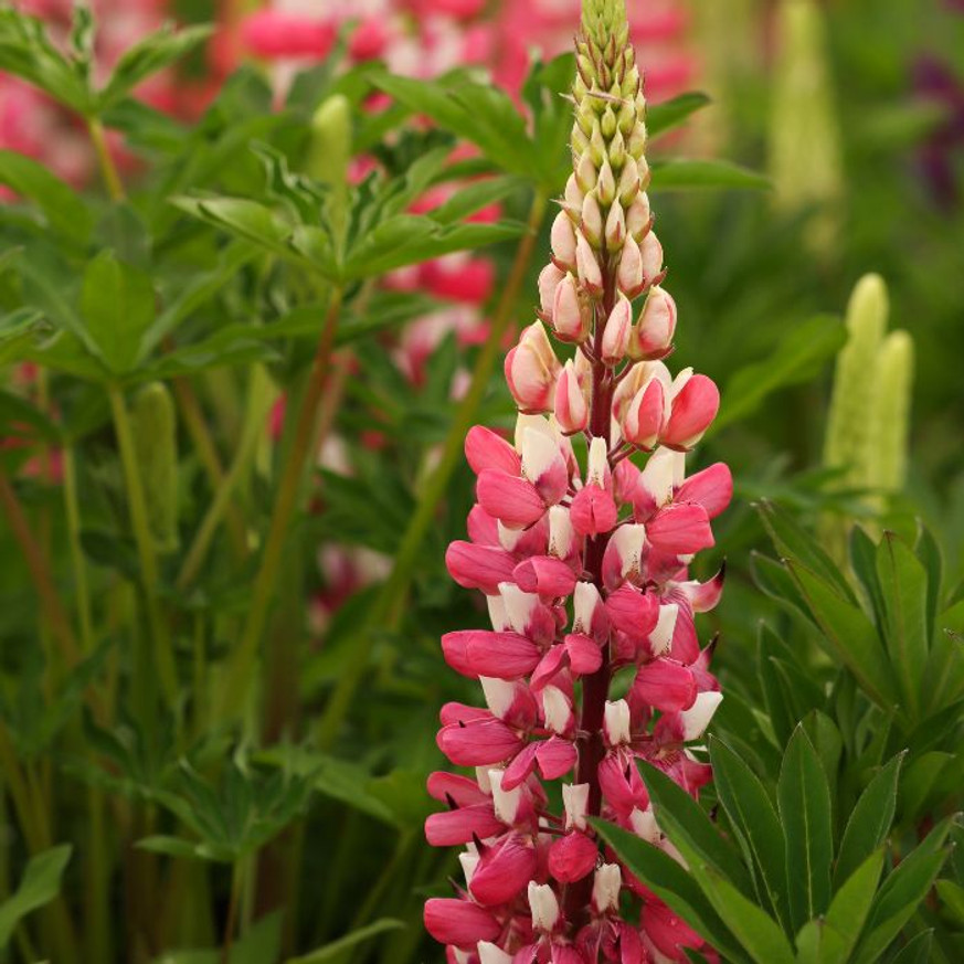 Lupinus Gallery Pink CS9 - Rózsaszín virágú csillagfürt Lupinus Gallery Pink CS9 - Rózsaszín virágú csillagfürt