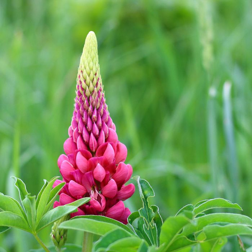 Lupinus Gallery Pink CS9 - Rózsaszín virágú csillagfürt