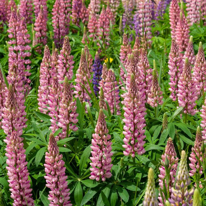 Lupinus Gallery Pink CS9 - Rózsaszín virágú csillagfürt Lupinus Gallery Pink CS9 - Rózsaszín virágú csillagfürt