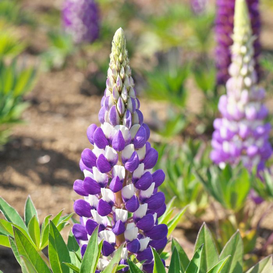 Lupinus sp CS9 - Liláskék virágú csillagfürt