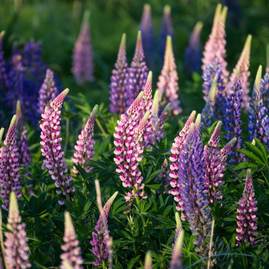 Lupinus sp CS9 - Liláskék virágú csillagfürt Lupinus sp CS9 - Liláskék virágú csillagfürt