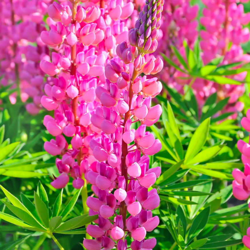 Lupinus CS9 - Rózsaszínű csillagfürt Lupinus CS9 - Rózsaszínű csillagfürt