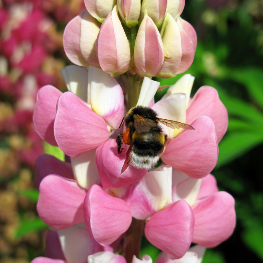 Lupinus CS9 - Rózsaszínű csillagfürt Lupinus CS9 - Rózsaszínű csillagfürt