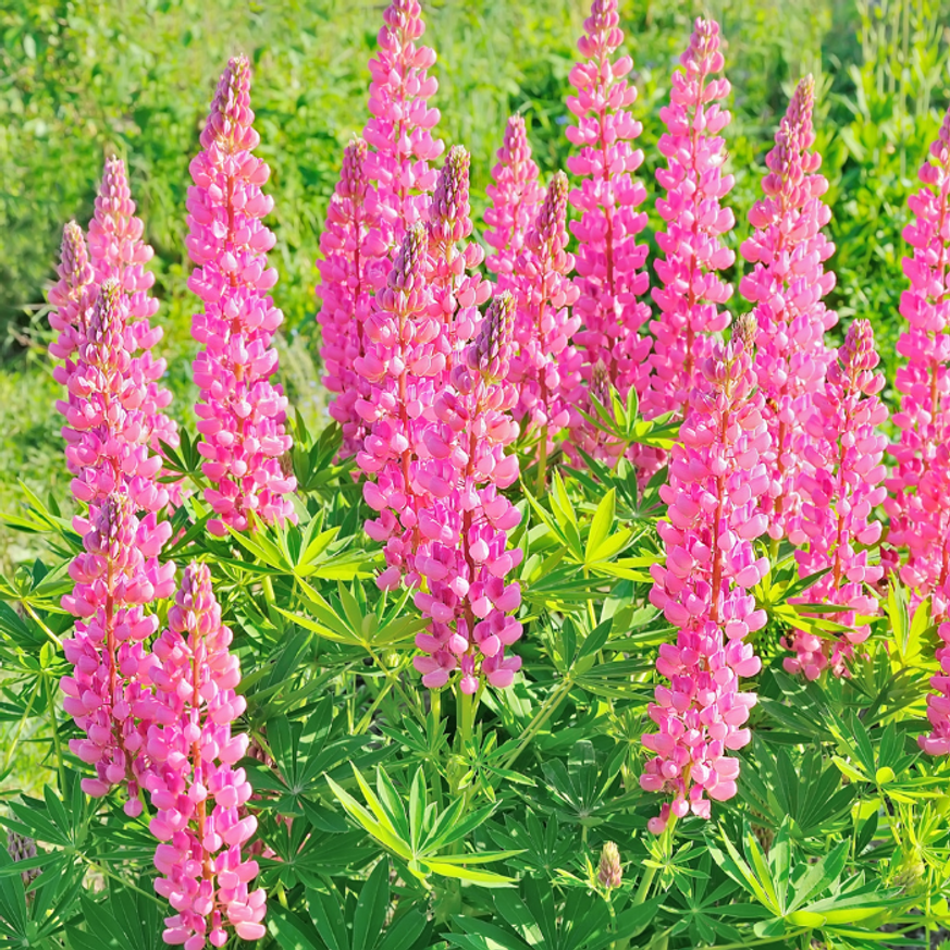 Lupinus CS9 - Rózsaszínű csillagfürt Lupinus CS9 - Rózsaszínű csillagfürt