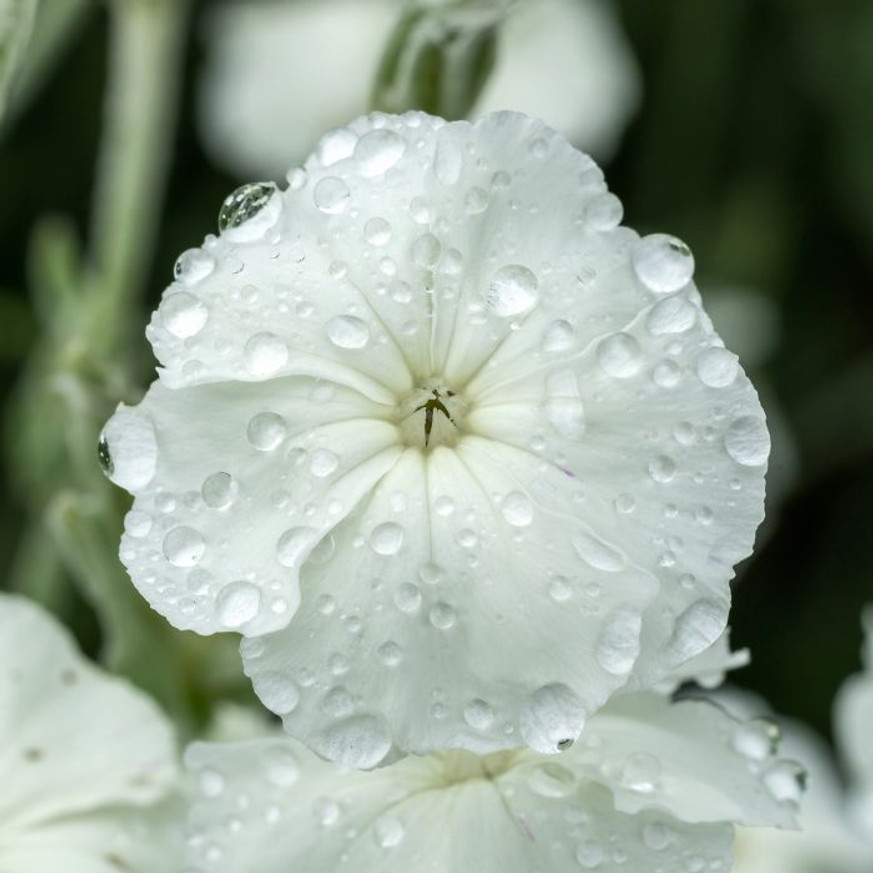 Lychnis coronaria Alba - Fehér bársonyos kakukkszegfű Lychnis coronaria Alba - Fehér bársonyos kakukkszegfű