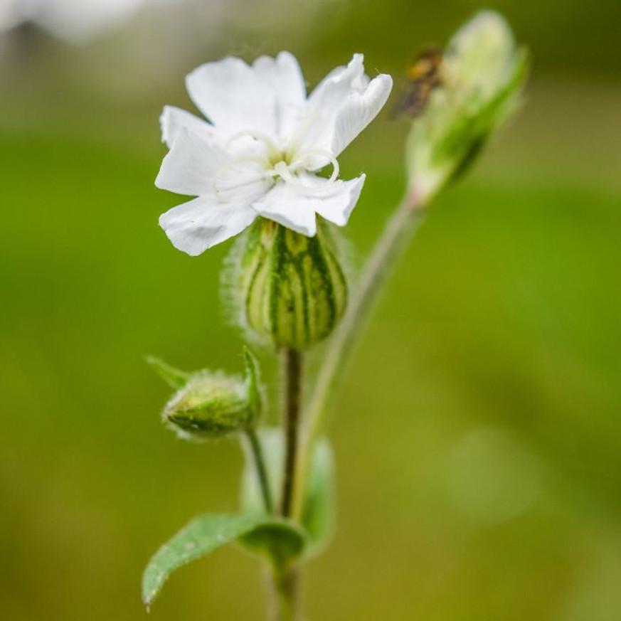 Lychnis coronaria Alba - Fehér bársonyos kakukkszegfű