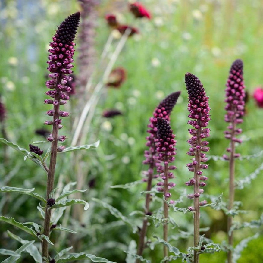 Lysimachia atropurpurea - Bíborszínű lizinka