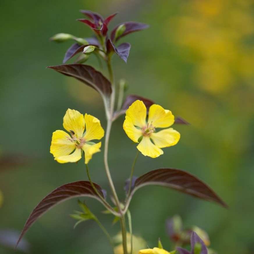 Lysimachia ciliata Firecracker - Bordó levelű lizinka