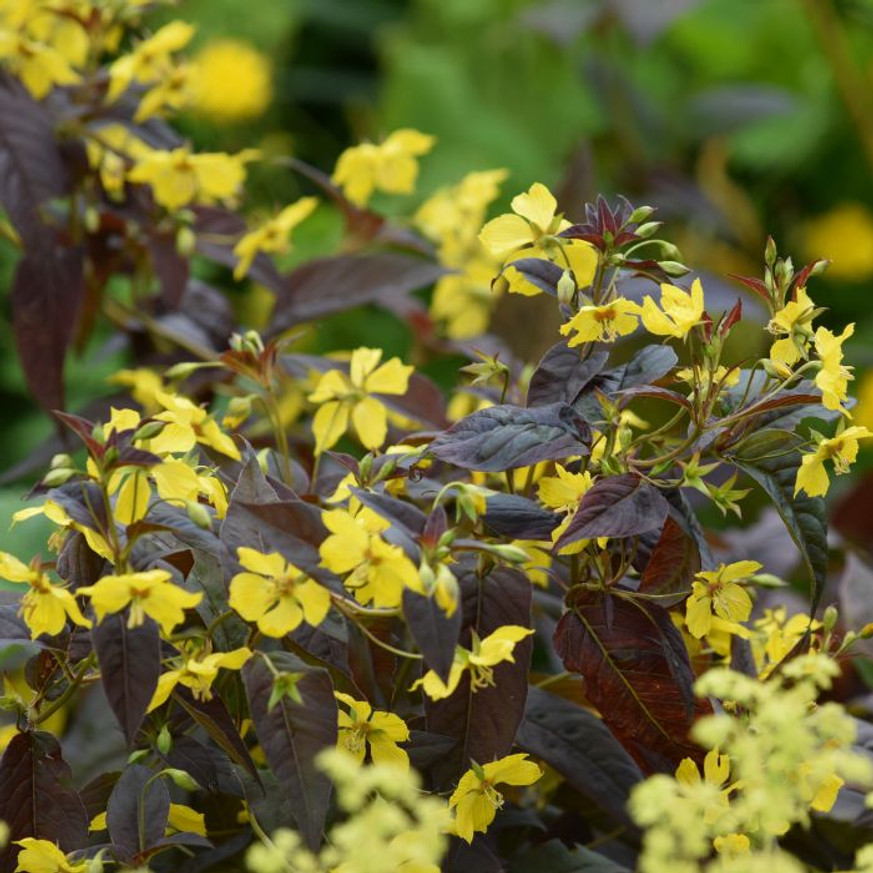 Lysimachia ciliata Firecracker - Bordó levelű lizinka Lysimachia ciliata Firecracker - Bordó levelű lizinka