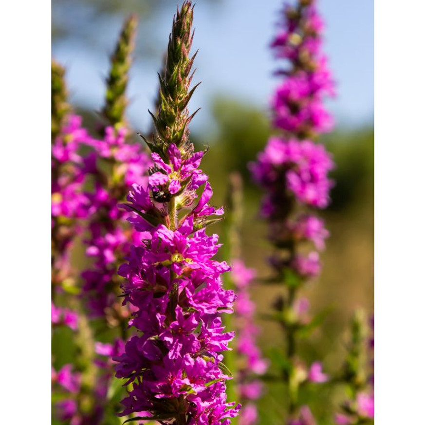 Lythrum salicaria - Réti füzény