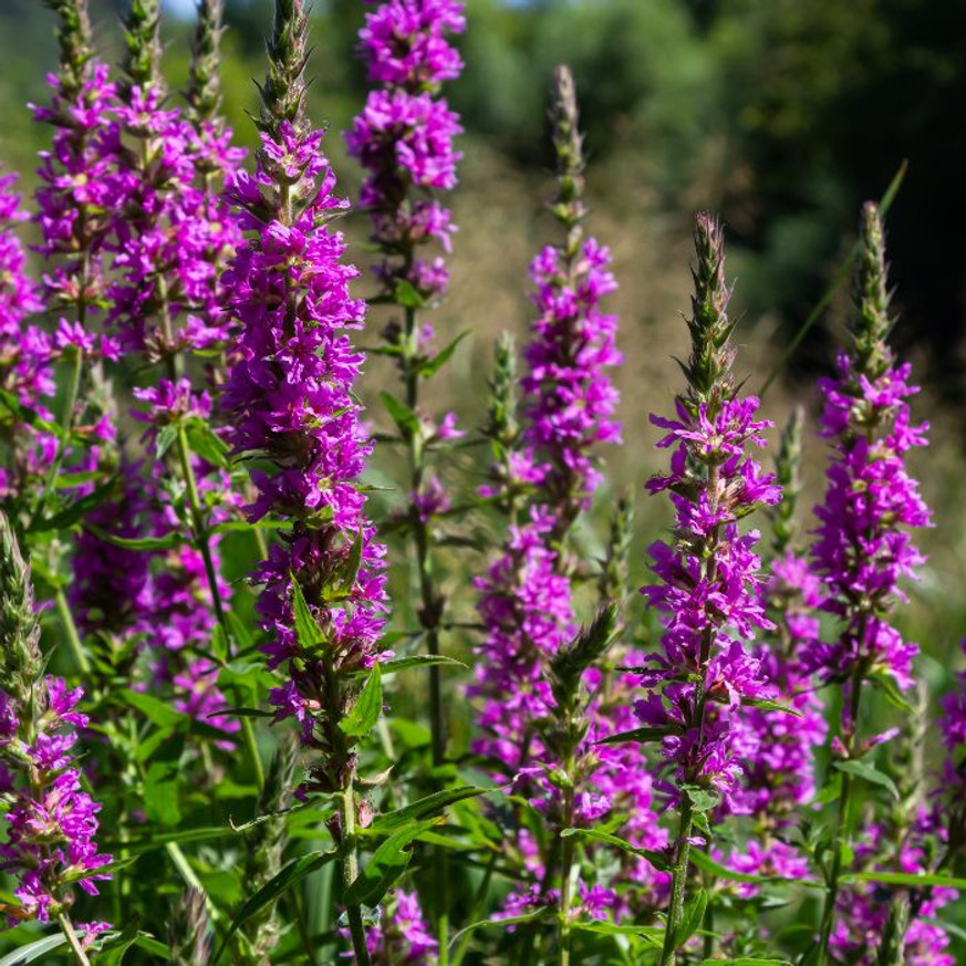 Lythrum salicaria - Réti füzény